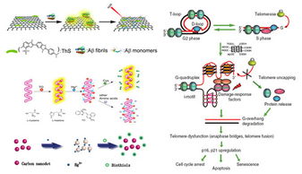 長春應(yīng)化所新型生物功能材料構(gòu)筑及生物應(yīng)用基礎(chǔ)研究獲進(jìn)展